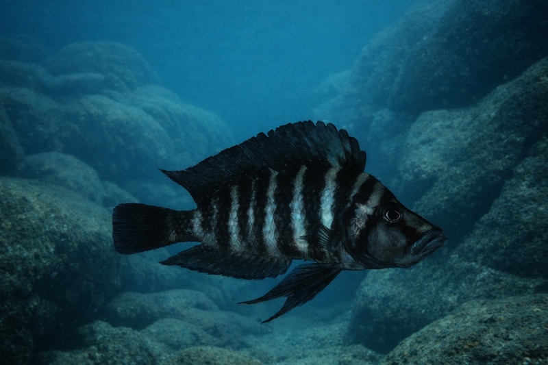 Altolamprologus compressiceps 'Kiku'